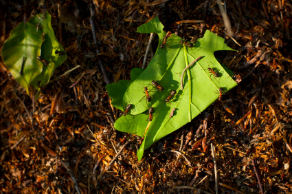 Ants