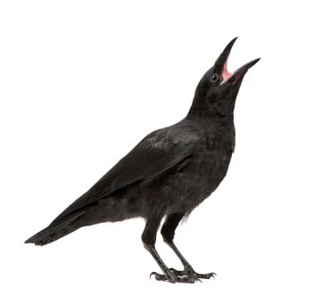 crow